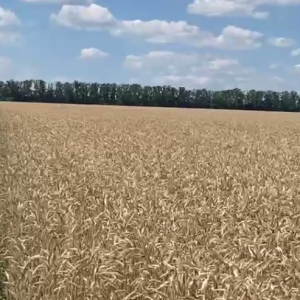 Гавронюк Микола Леонтійович