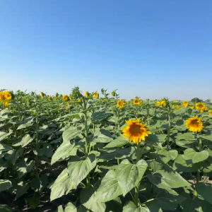ФГ «Віра»